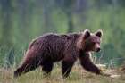 Portrait of a European brown bear walking Kuhmo-Oulu-Finland Art Print